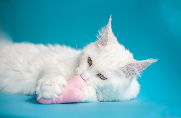 Petzone