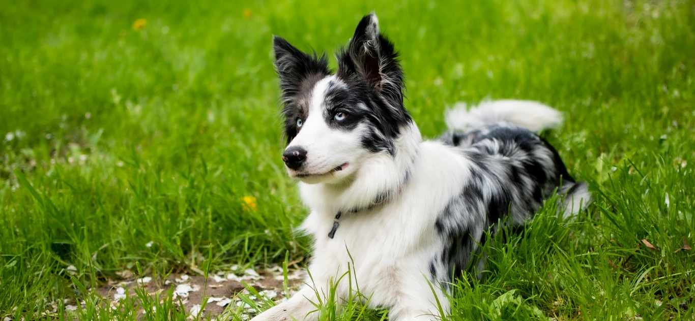 All About Dog Food Slider Main Images