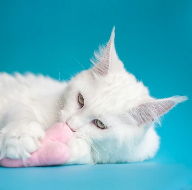 Petzone