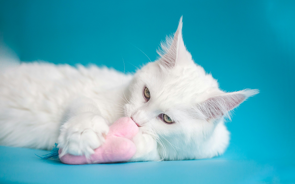Petzone