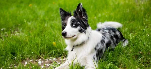 All About Dog Food Slider Main Images