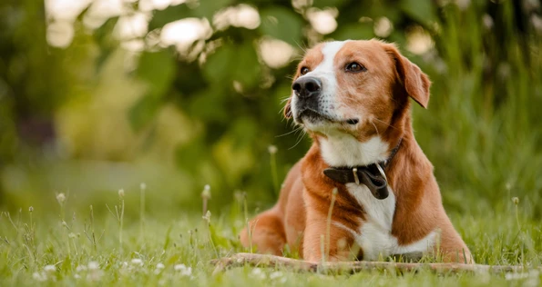 All About Dog Food Bg Right Side