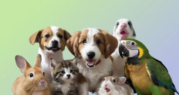 We developed a future-ready pet retail platform with magento and hyva
